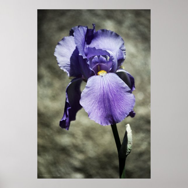 Há um Impressão de beleza (Frente)