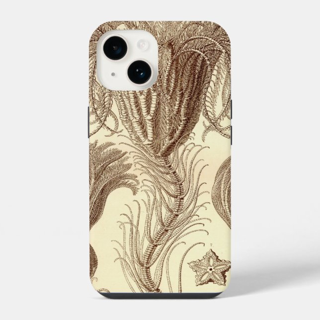 Haeckel Antigo (Verso)