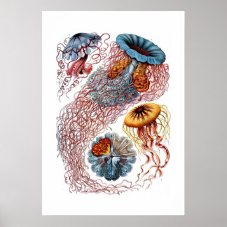 Haeckel Jellyfish Impressão