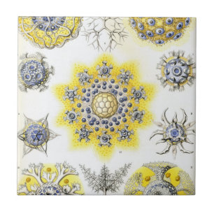 Haeckel Polycyttaria