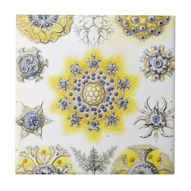 Haeckel Polycyttaria (Frente)