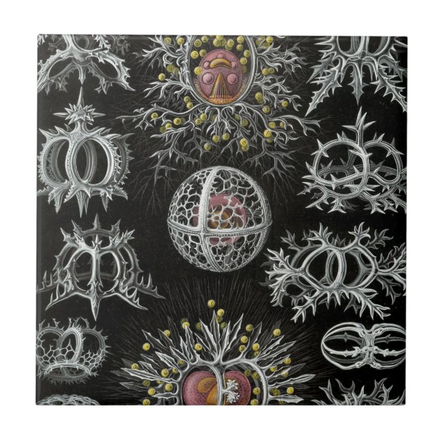 Haeckel Stephoidea (Frente)