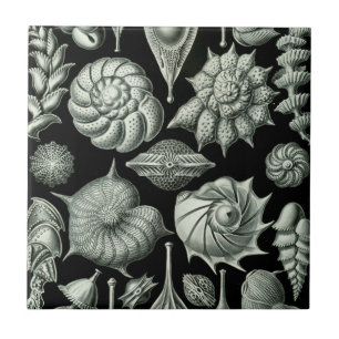 Haeckel Thalamophora