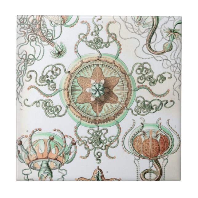 Haeckel Trachomedusae (Frente)