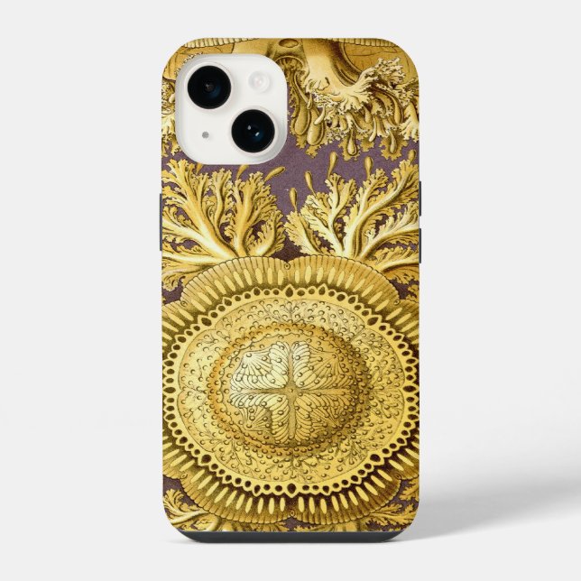 Haeckel Vintage (Verso)