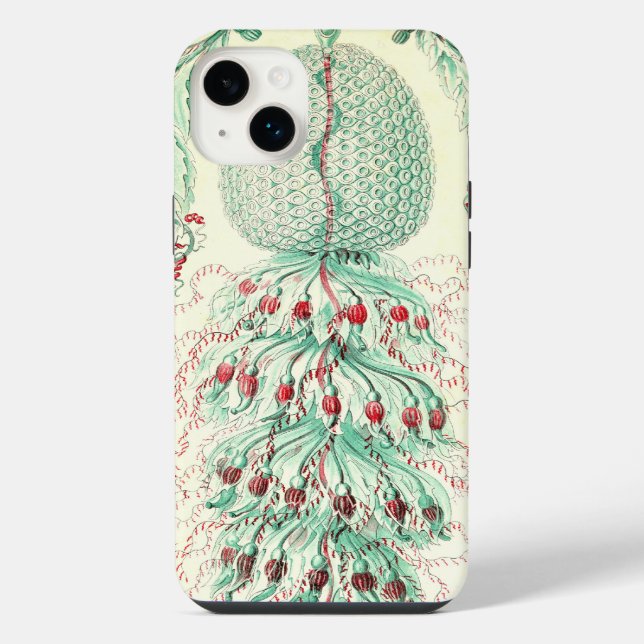 Haeckel Vintage (Verso)