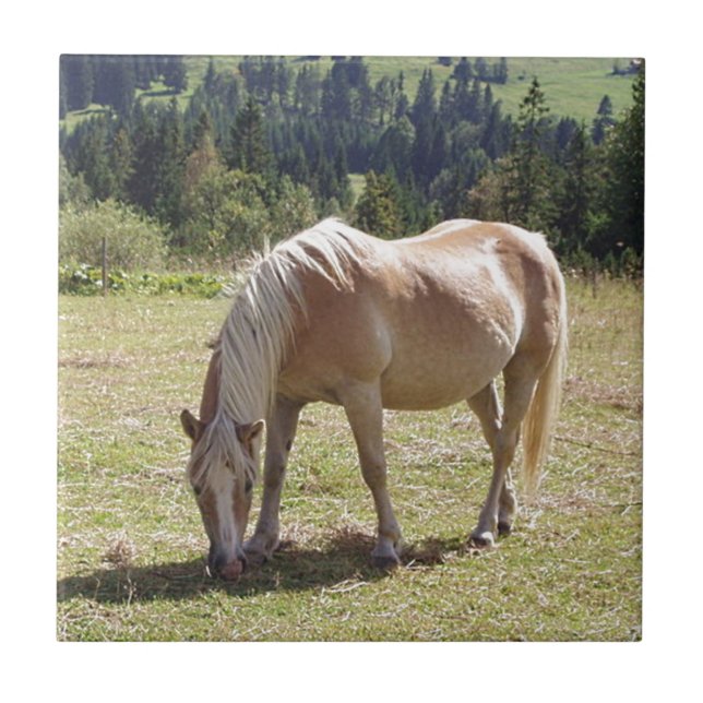 Haflinger Palomino Pony no Verão Pasture Foto (Frente)