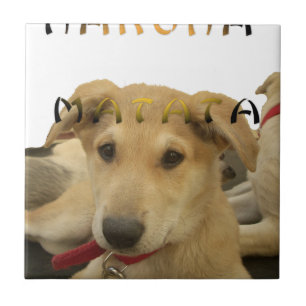 Hakuna Matata Eu sei o que você está pensando