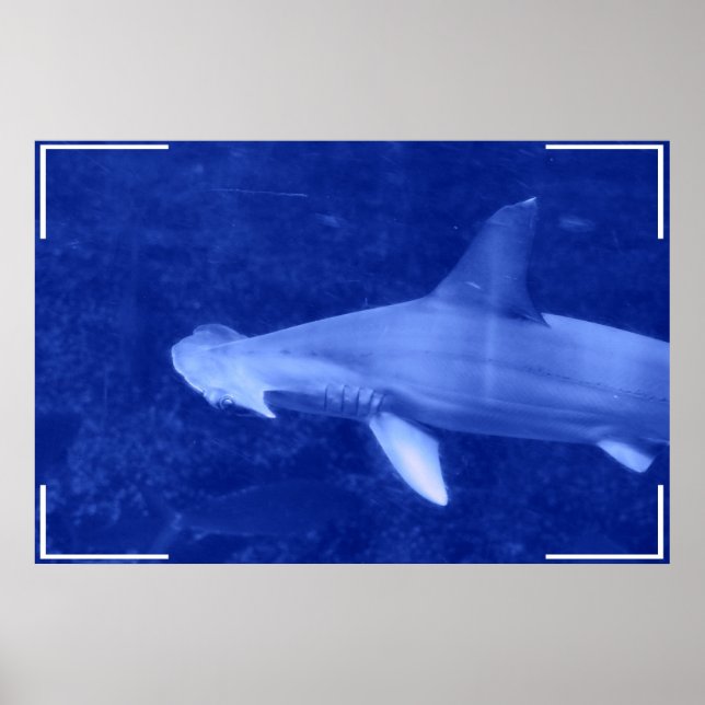 Hammerhead Shark Poster (Frente)