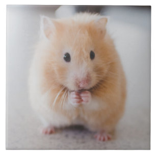 hamster