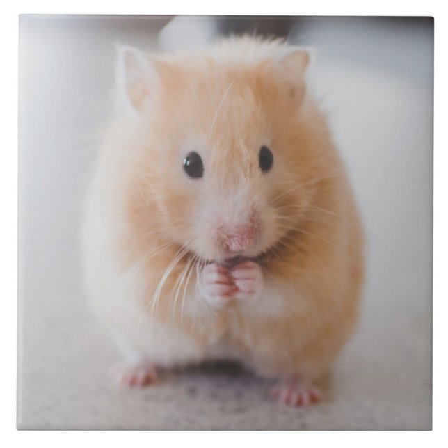 hamster (Frente)