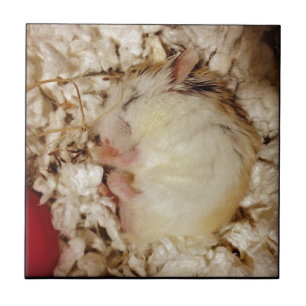 Hamster do sono Roborovski