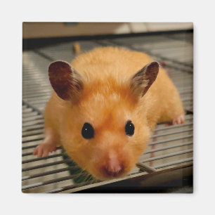 Hamster sírio na imã de geladeira próxima