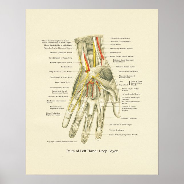 Hand & Wrist Internal Anatomy Poster (Frente)