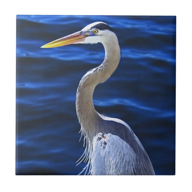 Hank a garça-real (Frente)