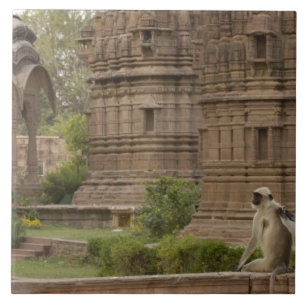 Hanuman Langurs ou Black-Face, Common ou Cinza