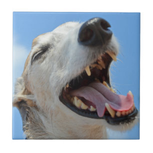 Happy Greyhound Smiling Face Fechada