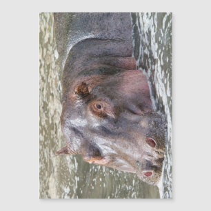 Happy Hippo