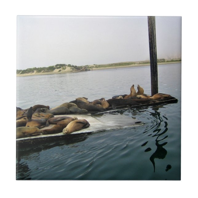 Harbor Seals, Morro Bay, Califórnia (Frente)