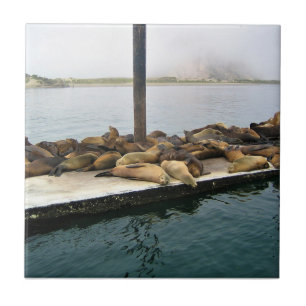 Harbor Seals, Morro Bay, Califórnia