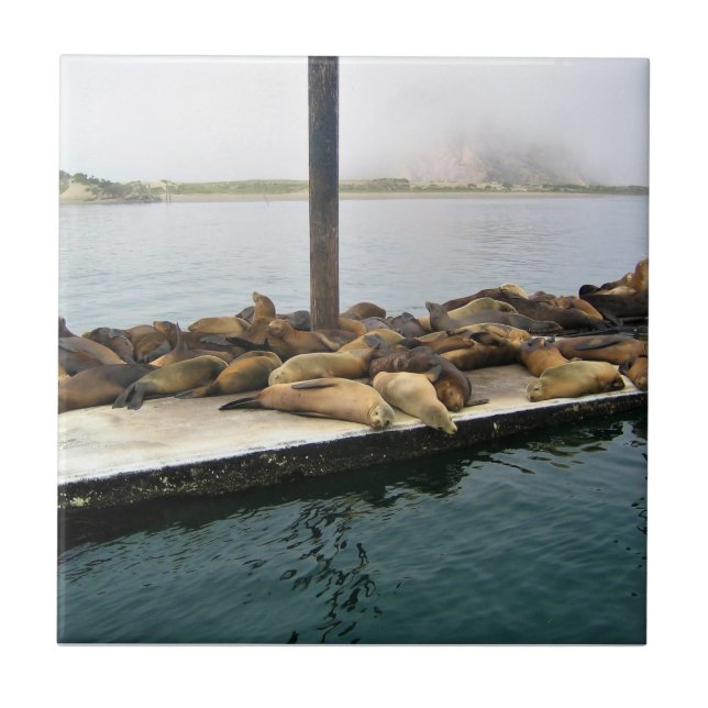 Harbor Seals, Morro Bay, Califórnia (Frente)