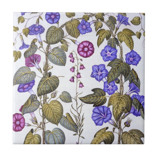 Harebell e Convovulus (Frente)