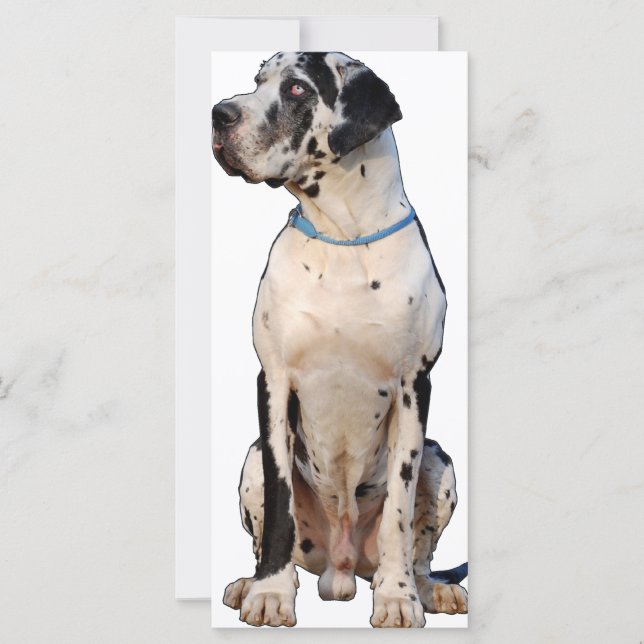 Harlekin Great Dane (Frente)