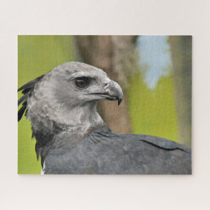 Harpy Eagle Jigsee Quebra-cabeça