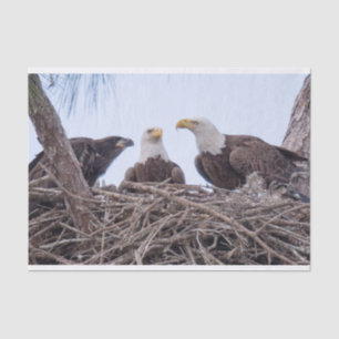 Harriet, lenço de papel M & E9