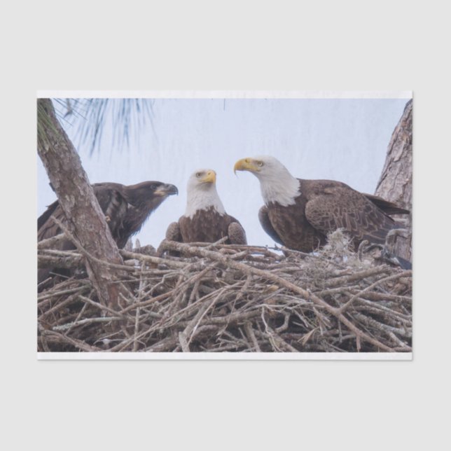 Harriet, lenço de papel M & E9 (Frente )