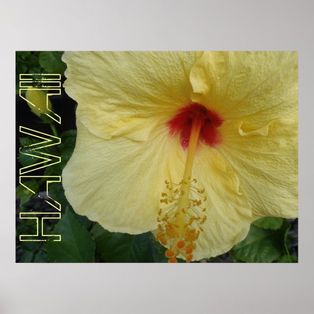Havaí hibiscus poster (Frente)