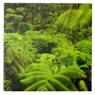 Havaí, Ilha Grande, Verde tropical em Lush