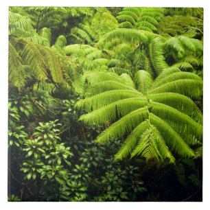 Havaí, Ilha Grande, Verde tropical exuberante em 