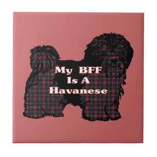 HAVANESE BFF
