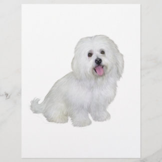 Havanese (branco)