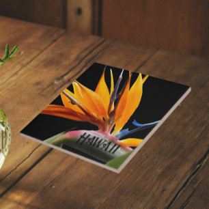 Hawaii Bird of Paradise Plant Bloom