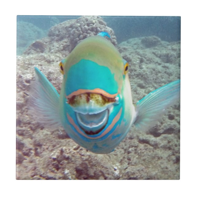 Hawaii Parrot Fish (Frente)