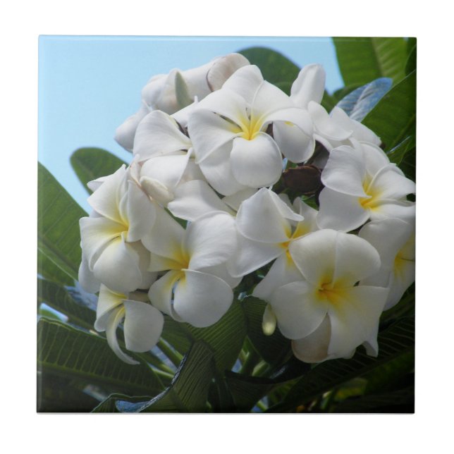 Hawaii Plumeria (Frente)