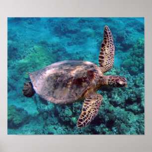 Hawaii Turtle Honu Poster
