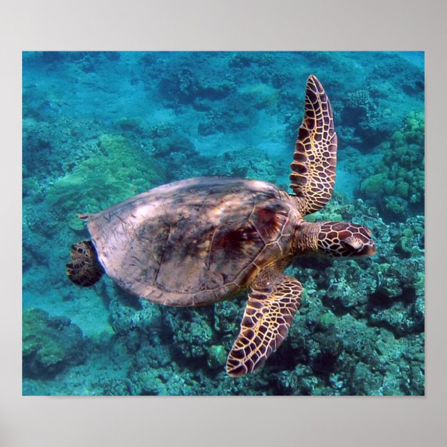 Hawaii Turtle Honu Poster (Frente)