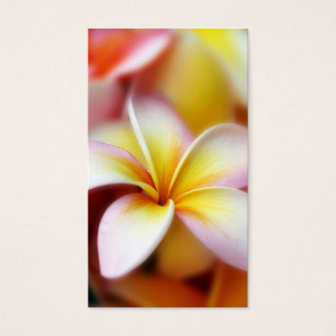 Hawaiian branco da flor de Havaí do Frangipani do