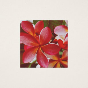 Hawaiian Plumeria