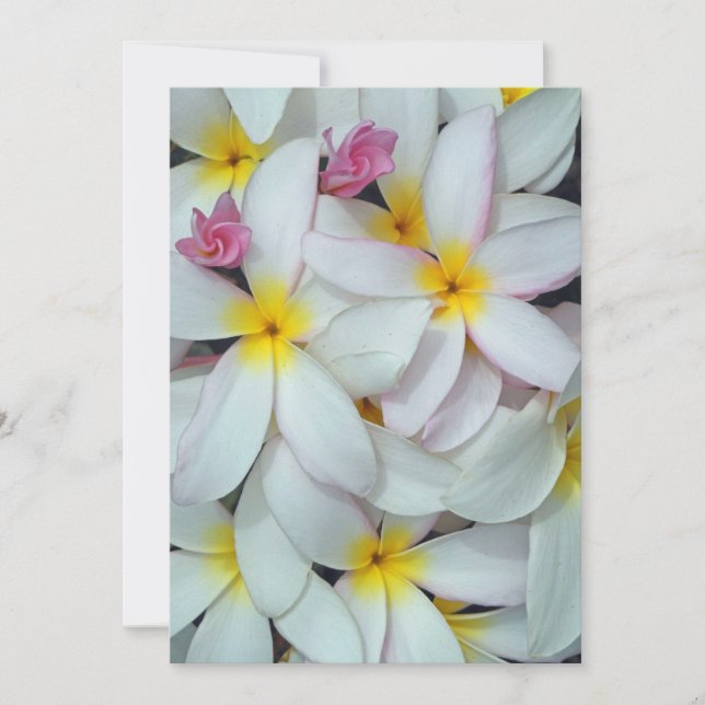 Hawaiian Plumeria (Frente)