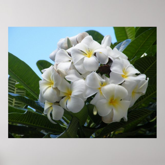 Hawaiian Plumeria Poster (Frente)