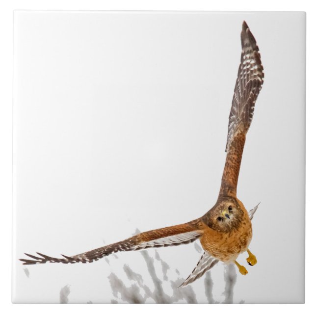 Hawk em Voo (Frente)