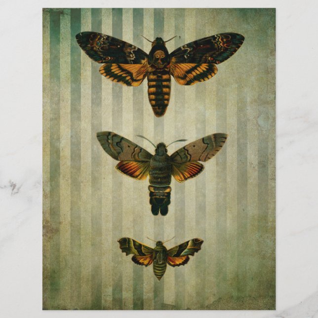 Hawk Moths Vintage Ephemera (Frente)