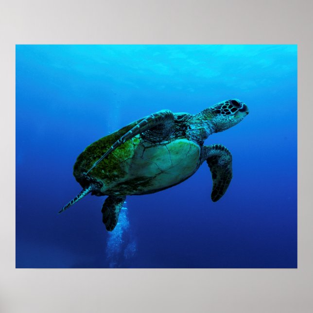 Hawksbill Sea Turtle Poster (Frente)