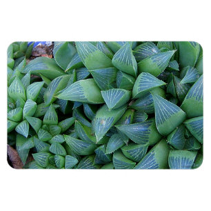 Haworthia verde planta o ímã