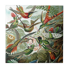 Heackel Nature Art Bird Design Hummingbird