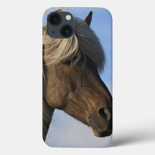 Head of Icelandic horse, Iceland